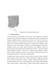 Smegenėlių anatomija ir funkcija 5 puslapis