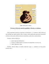 Klasikinės gitaros ypatumai 6 puslapis