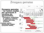 Alkoholio, tabako, narkotinių medžiagų, medikamentų bei streso poveikis žmogaus gemalui  3 puslapis