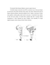 Raumenų tempimo nauda 8 puslapis