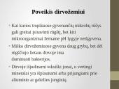 Rūgštieji lietūs skaidrės 11 puslapis