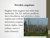 Rūgštieji lietūs skaidrės 12 puslapis