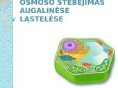 Osmoso stebėjimas augalinėse ląstelėse