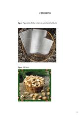 Apie Kūčių tradicijas ir papročius 11 puslapis