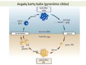 Augalų karalystė skaidrės 2 puslapis