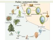 Augalų karalystė skaidrės 11 puslapis