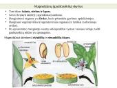 Augalų karalystė skaidrės 13 puslapis