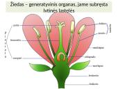 Augalų karalystė skaidrės 14 puslapis