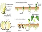 Augalų karalystė skaidrės 15 puslapis