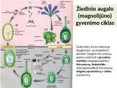 Augalų karalystė skaidrės 16 puslapis