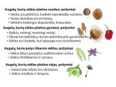 Augalų karalystė skaidrės 18 puslapis