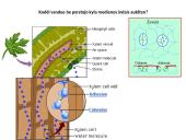 Augalų karalystė skaidrės 19 puslapis