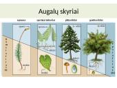 Augalų karalystė skaidrės 3 puslapis