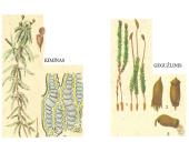 Augalų karalystė skaidrės 5 puslapis