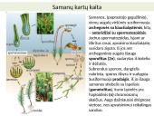 Augalų karalystė skaidrės 6 puslapis