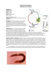 Parazitinių pirmuonių, kirmelių ir nariuotakojų konspektas 11 puslapis