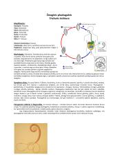 Parazitinių pirmuonių, kirmelių ir nariuotakojų konspektas 12 puslapis