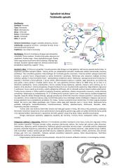 Parazitinių pirmuonių, kirmelių ir nariuotakojų konspektas 13 puslapis