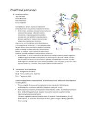 Parazitinių pirmuonių, kirmelių ir nariuotakojų konspektas 15 puslapis