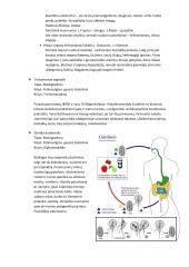 Parazitinių pirmuonių, kirmelių ir nariuotakojų konspektas 17 puslapis