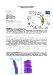 Parazitinių pirmuonių, kirmelių ir nariuotakojų konspektas 7 puslapis