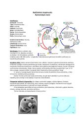 Parazitinių pirmuonių, kirmelių ir nariuotakojų konspektas 8 puslapis