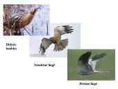 Marijampolės rajono savivaldybių biologinė įvairovė ir teisinė apsauga 13 puslapis