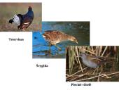 Marijampolės rajono savivaldybių biologinė įvairovė ir teisinė apsauga 14 puslapis