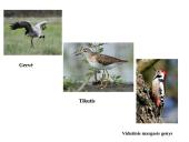 Marijampolės rajono savivaldybių biologinė įvairovė ir teisinė apsauga 15 puslapis