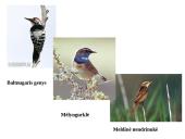 Marijampolės rajono savivaldybių biologinė įvairovė ir teisinė apsauga 16 puslapis