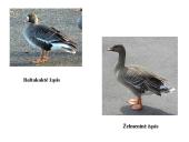 Marijampolės rajono savivaldybių biologinė įvairovė ir teisinė apsauga 17 puslapis