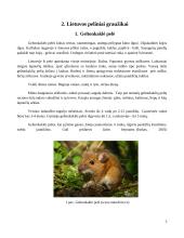 Lietuvos peliniai graužikai 4 puslapis