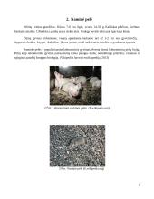 Lietuvos peliniai graužikai 5 puslapis