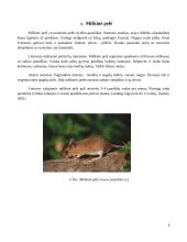 Lietuvos peliniai graužikai 7 puslapis