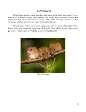 Lietuvos peliniai graužikai 9 puslapis