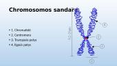 Mitozinės chromosomos struktūra. Genas, jo sandara ir funkcionavimas 3 puslapis