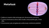 Mitozinės chromosomos struktūra. Genas, jo sandara ir funkcionavimas 6 puslapis