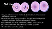 Mitozinės chromosomos struktūra. Genas, jo sandara ir funkcionavimas 8 puslapis