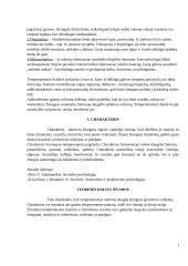 Lyderio efektyvaus pristatymo tyrimas pagal temperamentą ir charakterį 4 puslapis