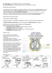 Patinų ir patelių lytinės sistemos anatomija 2 puslapis