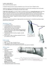 Patinų ir patelių lytinės sistemos anatomija 4 puslapis