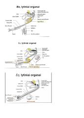 Patinų ir patelių lytinės sistemos anatomija 6 puslapis