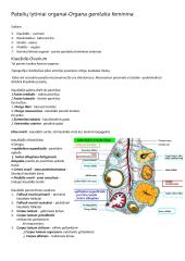 Patinų ir patelių lytinės sistemos anatomija 8 puslapis