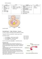 Patinų ir patelių lytinės sistemos anatomija 9 puslapis