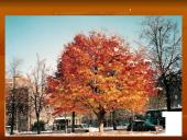 Pamoka ,,Peizažo aprašymas” 18 puslapis