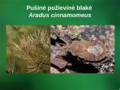 Sanitarinė želdynų apsauga. daigynų ir medelynų kenkėjai 11 puslapis