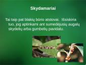 Sanitarinė želdynų apsauga. daigynų ir medelynų kenkėjai 13 puslapis