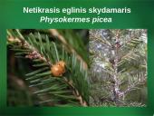 Sanitarinė želdynų apsauga. daigynų ir medelynų kenkėjai 14 puslapis
