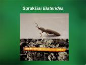 Sanitarinė želdynų apsauga. daigynų ir medelynų kenkėjai 5 puslapis