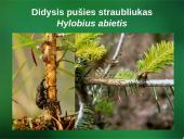 Sanitarinė želdynų apsauga. daigynų ir medelynų kenkėjai 8 puslapis